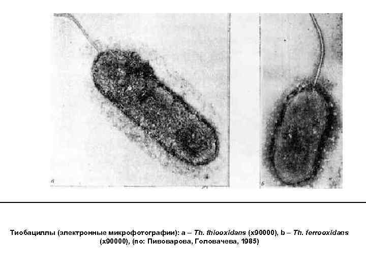 Тиобациллы (электронные микрофотографии): a – Th. thiooxidans (х90000), b – Th. ferrooxidans (х90000), (по: