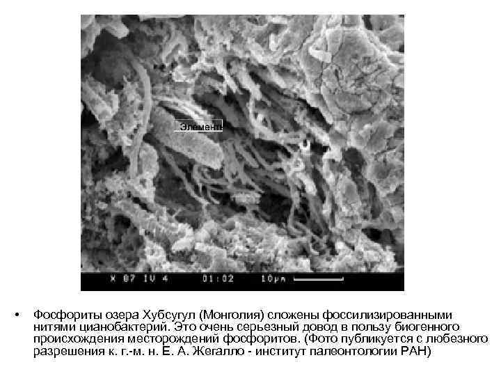  • Фосфориты озера Хубсугул (Монголия) сложены фоссилизированными нитями цианобактерий. Это очень серьезный довод