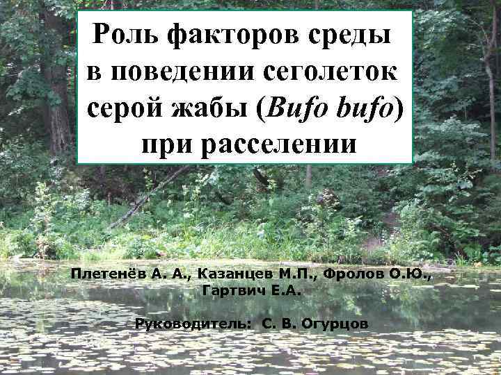 Роль факторов среды в поведении сеголеток серой жабы (Bufo bufo) при расселении Плетенёв А.