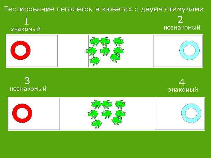 Тестирование сеголеток в кюветах с двумя стимулами 1 2 знакомый незнакомый 3 4 незнакомый