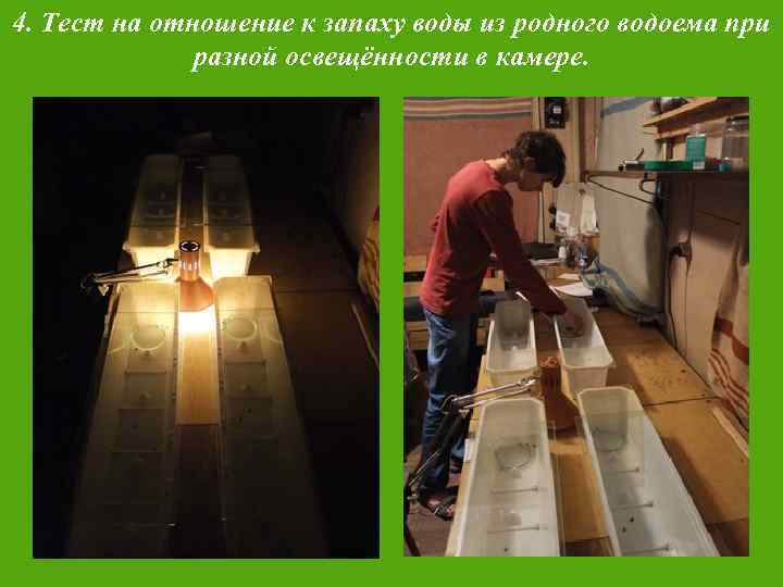 4. Тест на отношение к запаху воды из родного водоема при разной освещённости в