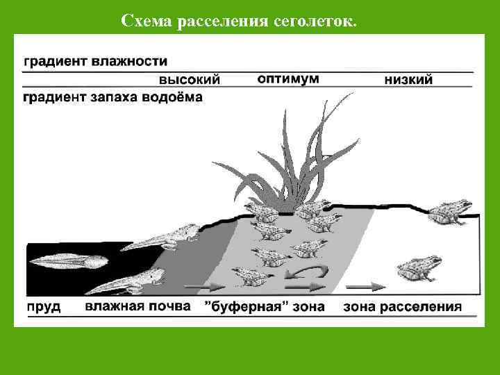 Схема расселения сеголеток. 