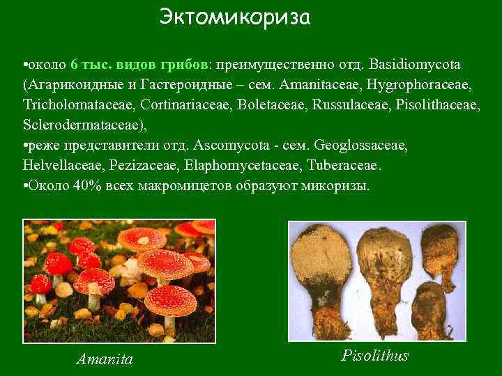  Эктомикориза • около 6 тыс. видов грибов: преимущественно отд. Basidiomycota (Агарикоидные и Гастероидные