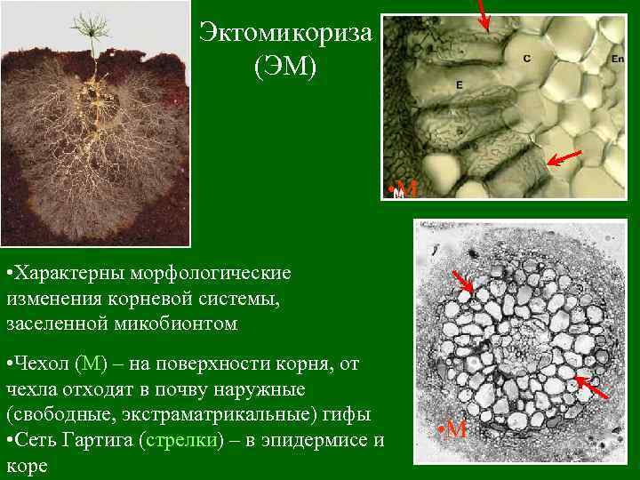 Арбускулярная микориза. Эктомикориза. Эктомикориза строение. Эктотрофная микориза. Сеть Гартига.