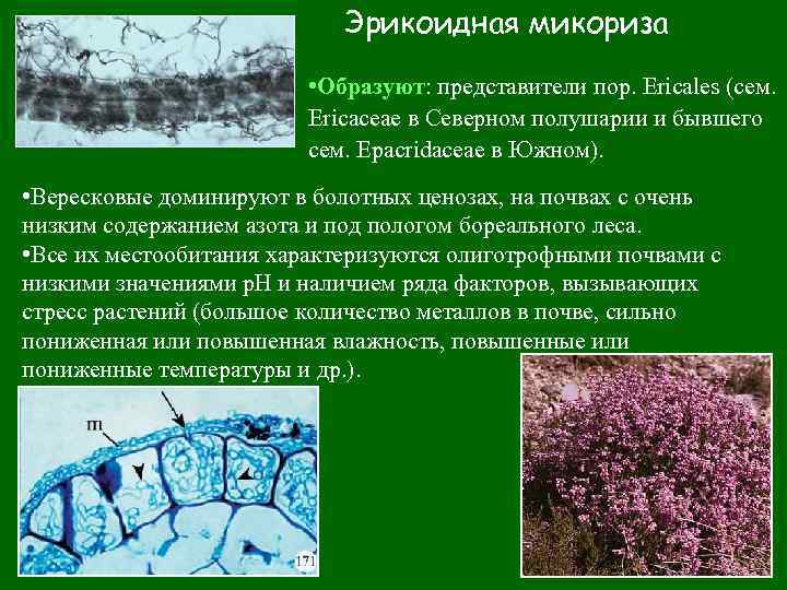  Эрикоидная микориза • Образуют: представители пор. Ericales (сем. Ericaceae в Северном полушарии и