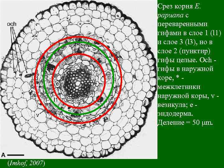 Срез корня. Поперечный срез корня орляка. Поперечный срез корневища. Срез корня папоротника. Поперечный срез корневища аира.