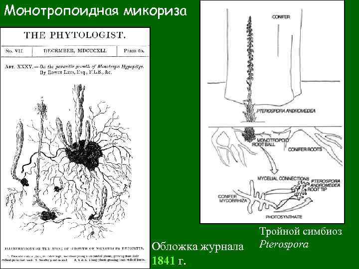 Микоризу образует