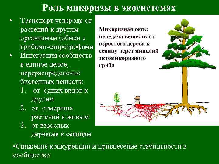  Роль микоризы в экосистемах • Транспорт углерода от растений к другим организмам (обмен