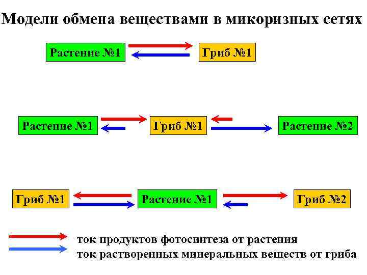 Модели обмена веществами в микоризных сетях Растение № 1 Гриб № 1 Растение №