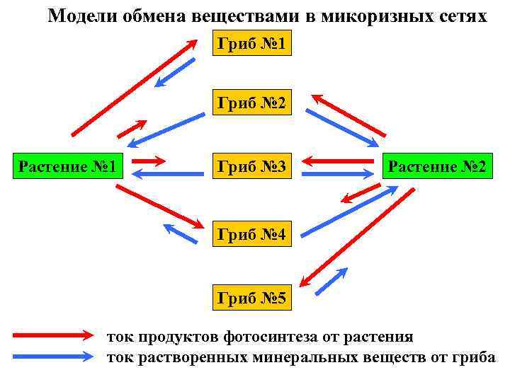 Характеристика видов обмена