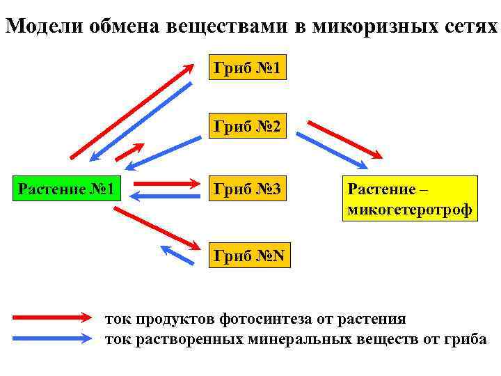 Модели обмена веществами в микоризных сетях Гриб № 1 Гриб № 2 Растение №