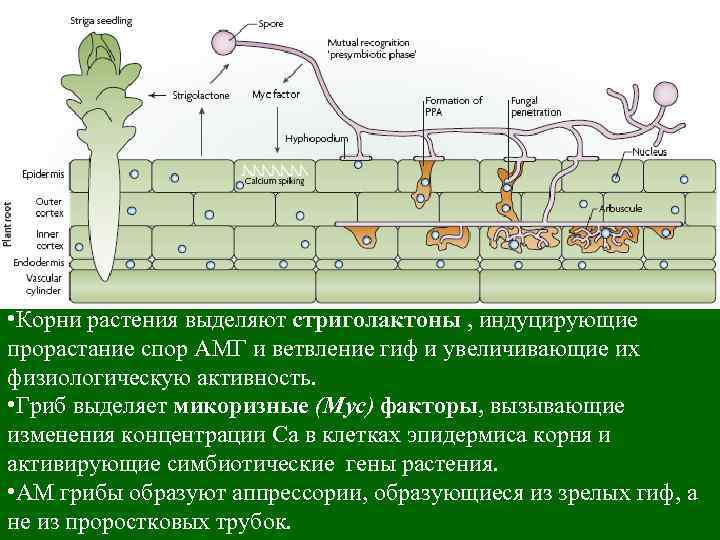 Формы симбиоза схема