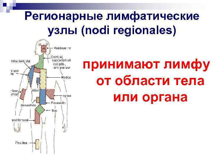 Регионарные лимфатические узлы