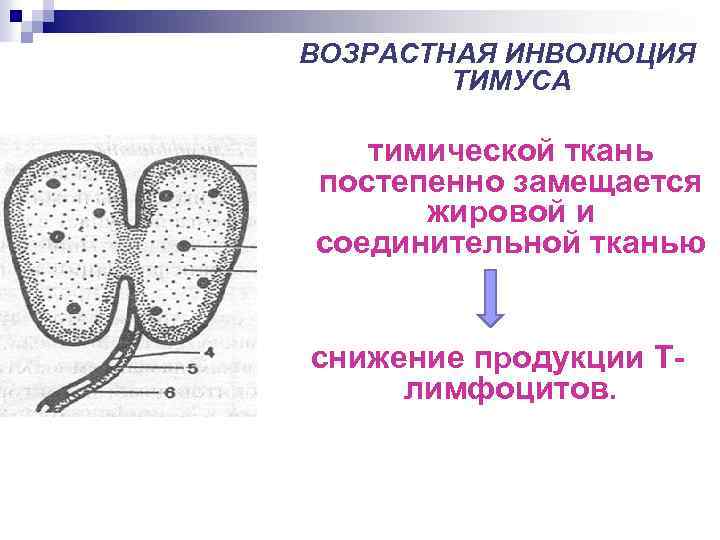 ВОЗРАСТНАЯ ИНВОЛЮЦИЯ ТИМУСА тимической ткань постепенно замещается жировой и соединительной тканью снижение продукции Тлимфоцитов.