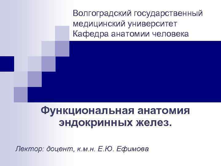 Волгоградский государственный медицинский университет Кафедра анатомии человека Функциональная анатомия эндокринных желез. Лектор: доцент, к.