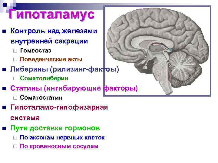 Железы внутренней секреции гипоталамус