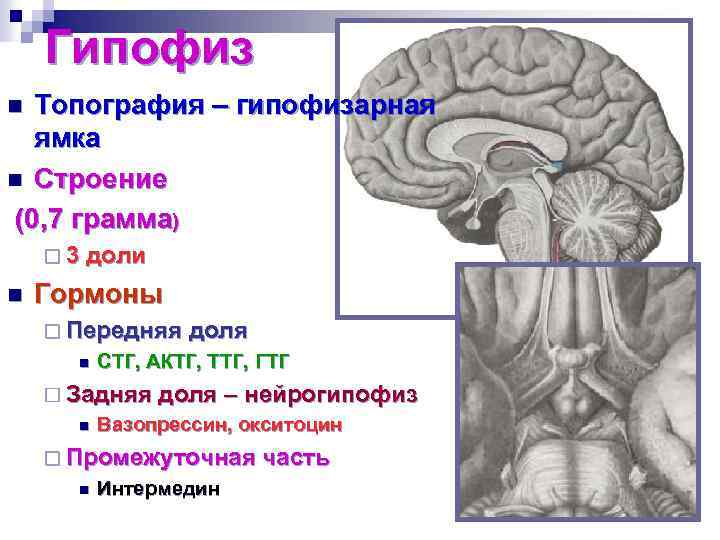 Гипофизарная ямка. Гипофиз топографическая анатомия. Гипофиз топография доли гормоны аденогипофиза. Гипофиз анатомия топография. Топография гипофиза, доли.