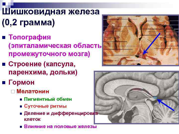 Шишковидной железы человека. Топография шишковидной железы. Топография эпифиза (шишковидного тела). Железы промежуточного мозга. Топография промежуточного мозга анатомия.