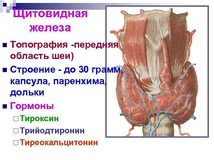 Строение щитовидной железы рисунок