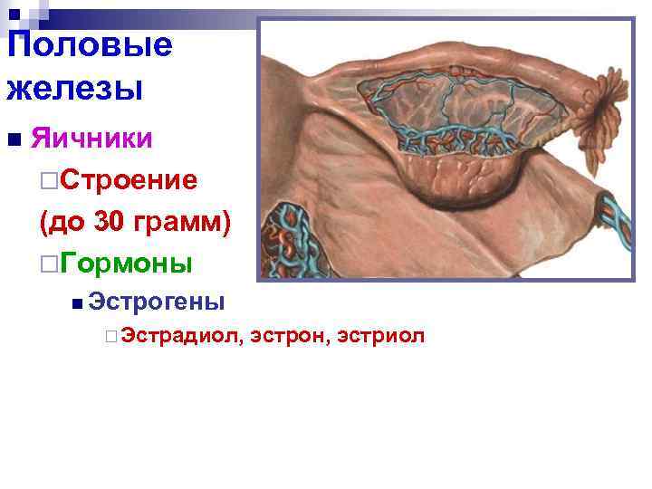 Половые железы n Яичники ¨Строение (до 30 грамм) ¨Гормоны n Эстрогены ¨ Эстрадиол, эстрон,