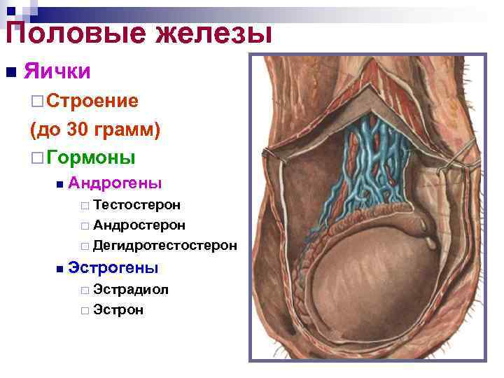 Половые железы n Яички ¨ Строение (до 30 грамм) ¨ Гормоны n Андрогены Тестостерон