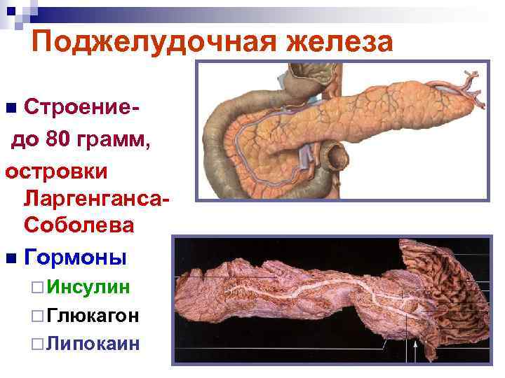 Поджелудочная железа Строение- до 80 грамм, островки Ларгенганса. Соболева n Гормоны n ¨ Инсулин