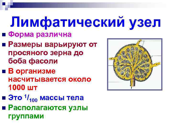 Лимфатический узел Форма различна n Размеры варьируют от просяного зерна до боба фасоли n