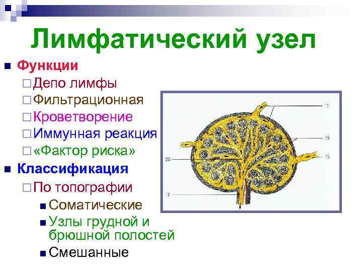 Лимфатический узел n n Функции ¨ Депо лимфы ¨ Фильтрационная ¨ Кроветворение ¨ Иммунная