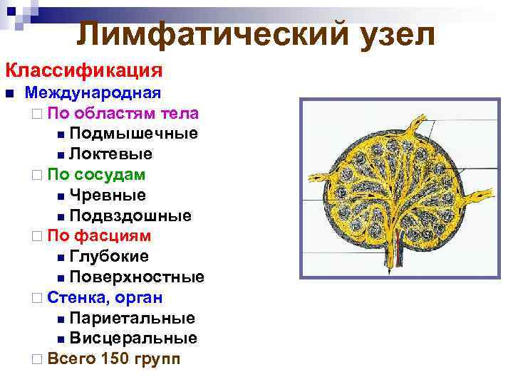 Лимфатический узел Классификация n Международная ¨ По областям тела n Подмышечные n Локтевые ¨