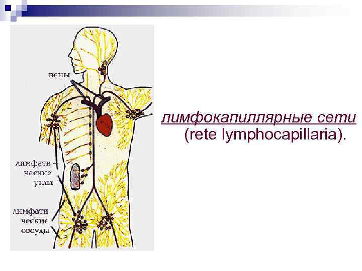 лимфокапиллярные сети (rete lymphocapillaria). 