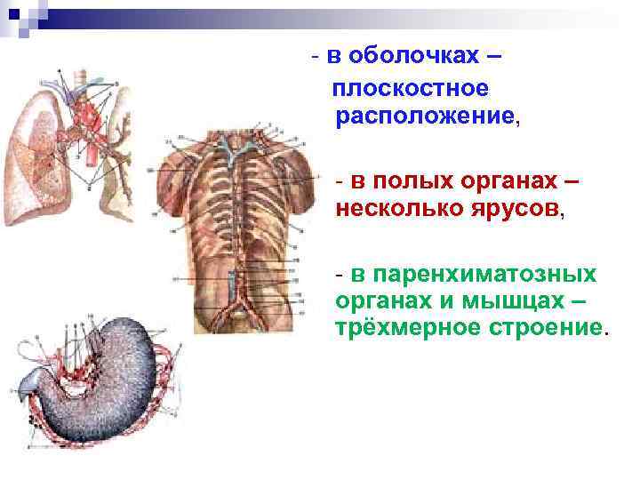 Полые органы человека