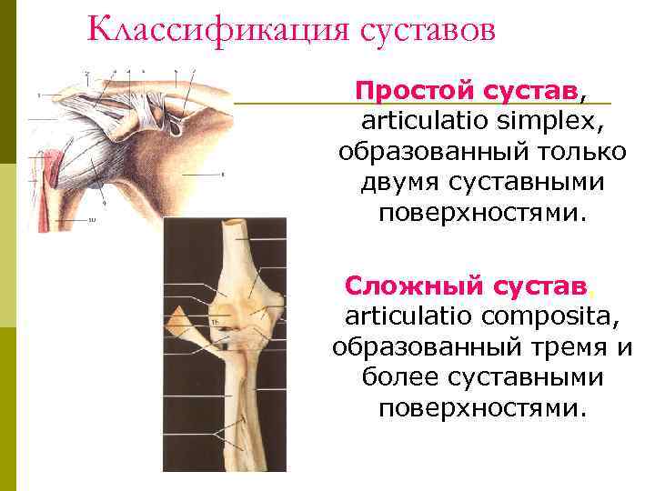 Классификация суставов