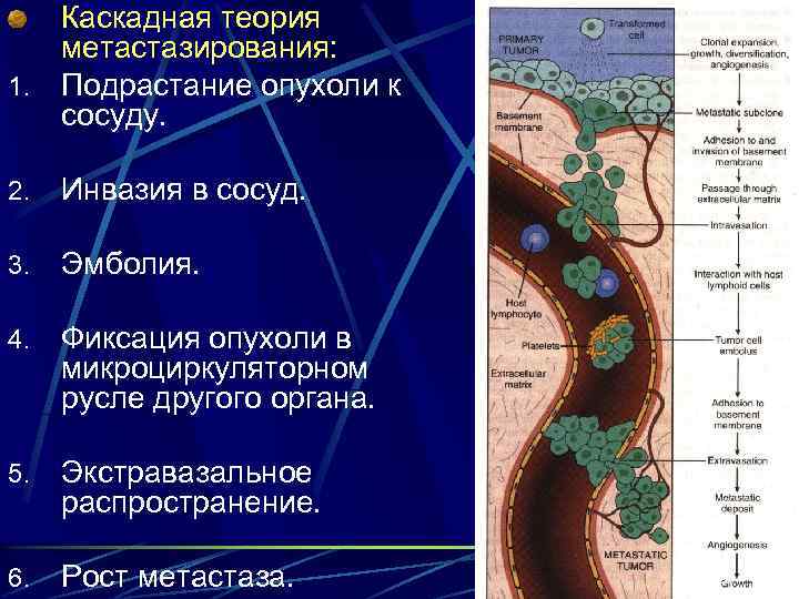 Инвазия лейкоцитами сосудистой стенки механизмы инвазии