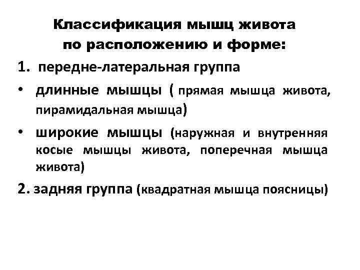   Классификация мышц живота по расположению и форме: 1. передне латеральная группа •