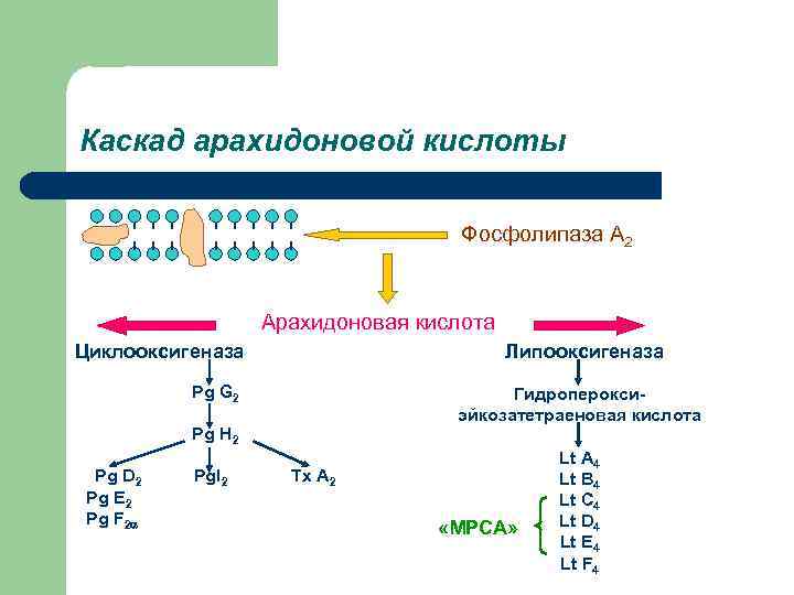 Каскад арахидоновой кислоты       Фосфолипаза А 2  