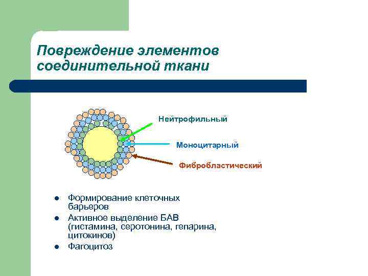 Повреждение элементов соединительной ткани     Нейтрофильный     
