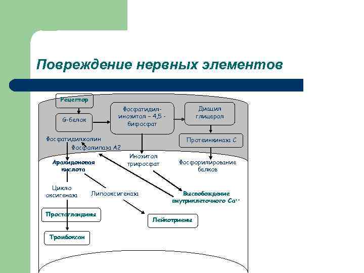 Повреждение нервных элементов  Рецептор     Фосфатидил-    Диацил