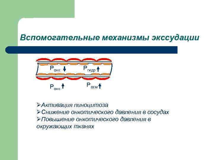 Вспомогательные механизмы экссудации   Ронк Ргидр   Ронк  Росм ØАктивация пиноцитоза