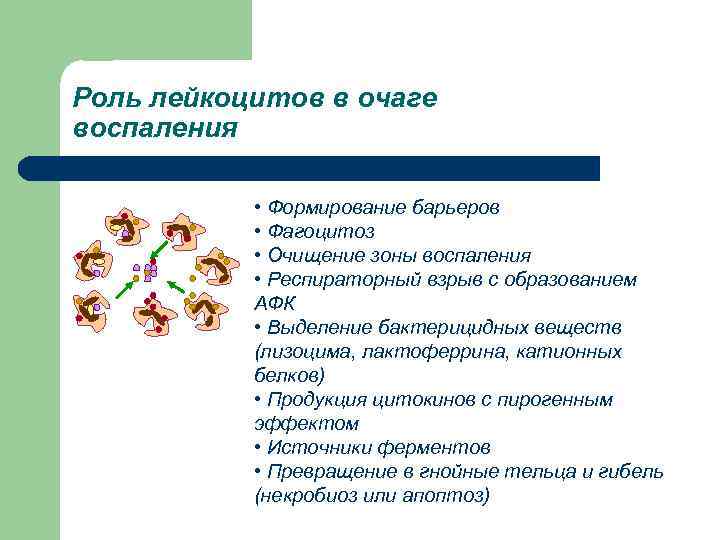 Роль лейкоцитов в очаге воспаления   • Формирование барьеров   • Фагоцитоз