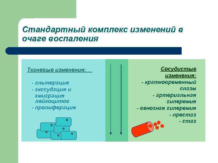 Стандартный комплекс изменений в очаге воспаления  Тканевые изменения:   Сосудистые  