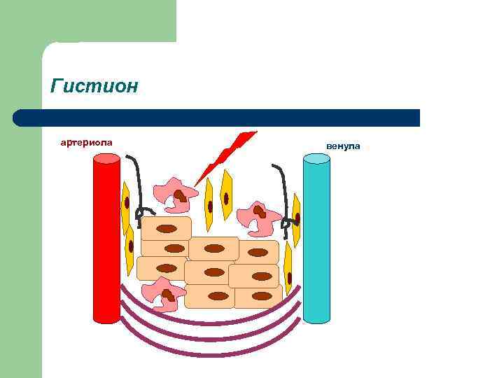 Гистион артериола  венула 