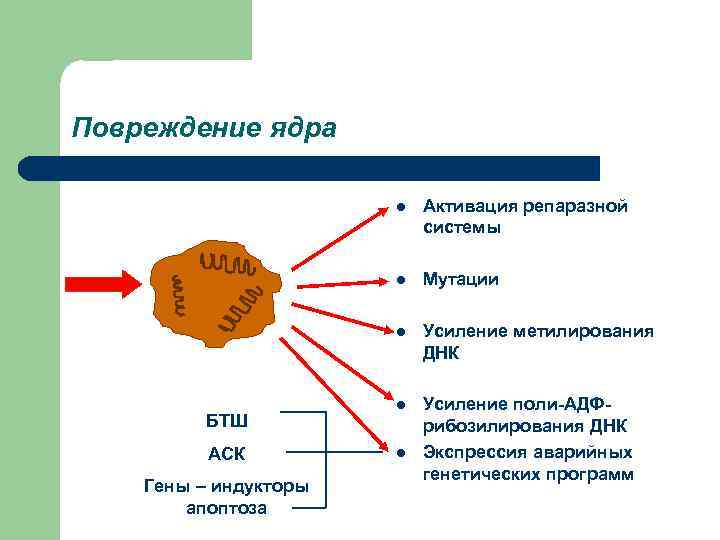 Повреждение ядра     l  Активация репаразной    