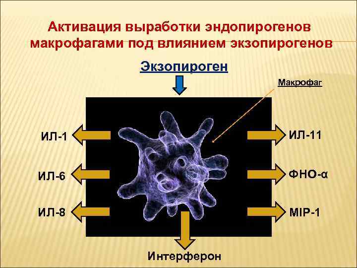  Активация выработки эндопирогенов макрофагами под влиянием экзопирогенов   Экзопироген   