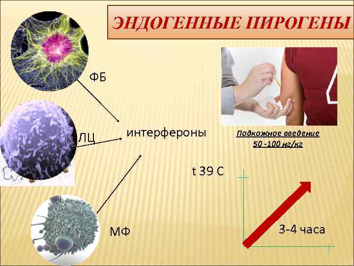  ЭНДОГЕННЫЕ ПИРОГЕНЫ  ФБ  ЛЦ интерфероны Подкожное введение    