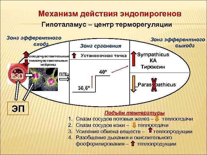   Механизм действия эндопирогенов   Гипоталамус – центр терморегуляции Зона афферентного 