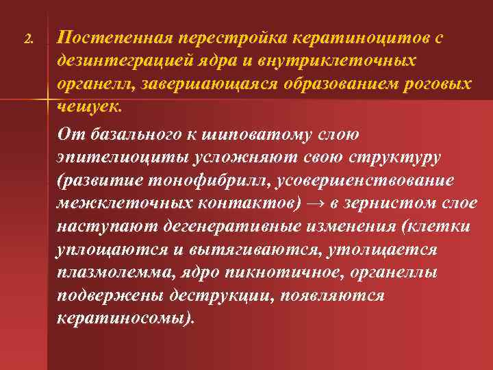 2. Постепенная перестройка кератиноцитов с дезинтеграцией ядра и внутриклеточных органелл, завершающаяся образованием роговых 2. Постепенная перестройка кератиноцитов с дезинтеграцией ядра и внутриклеточных органелл, завершающаяся образованием роговых