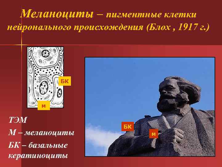 Меланоциты – пигментные клетки нейронального происхождения (Блох , 1917 г. ) Меланоциты – пигментные клетки нейронального происхождения (Блох , 1917 г. )