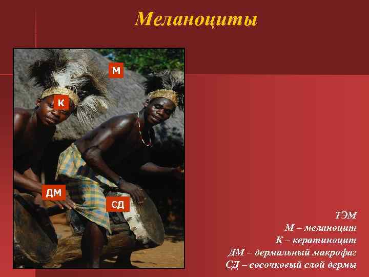 Меланоциты М К ДМ СД ТЭМ Меланоциты М К ДМ СД ТЭМ