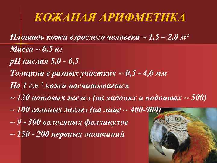 КОЖАНАЯ АРИФМЕТИКА Площадь кожи взрослого человека ~ 1, 5 – 2, 0 м² КОЖАНАЯ АРИФМЕТИКА Площадь кожи взрослого человека ~ 1, 5 – 2, 0 м²
