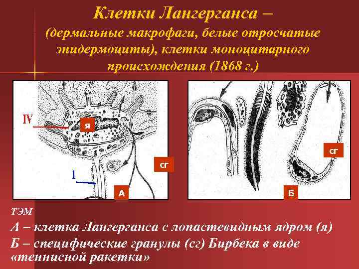 Клетки Лангерганса – (дермальные макрофаги, белые отросчатые Клетки Лангерганса – (дермальные макрофаги, белые отросчатые